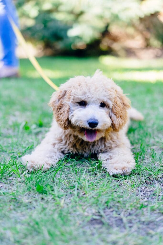 Brown Poodle Lying on the Green Grass