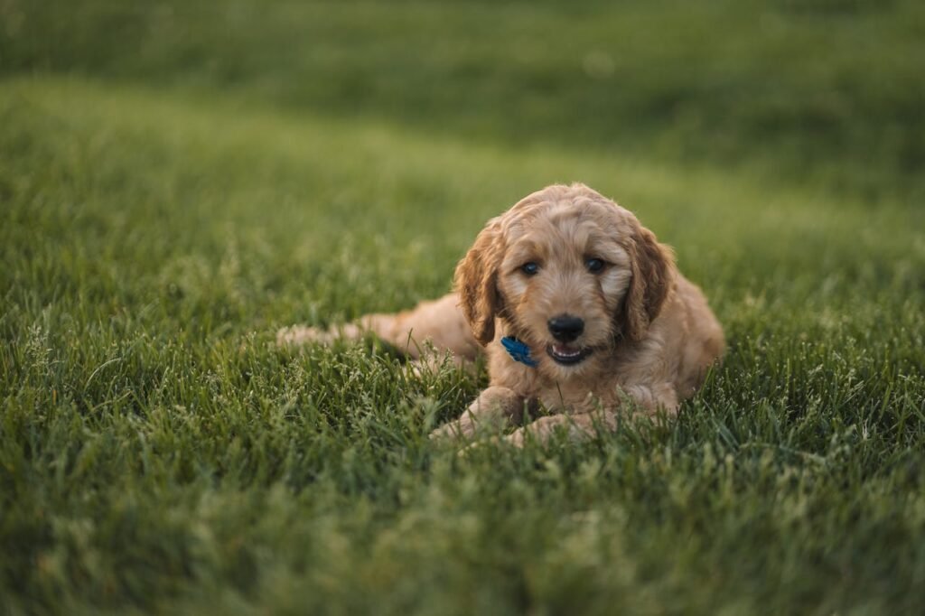 A Dog Lying in a Meadow