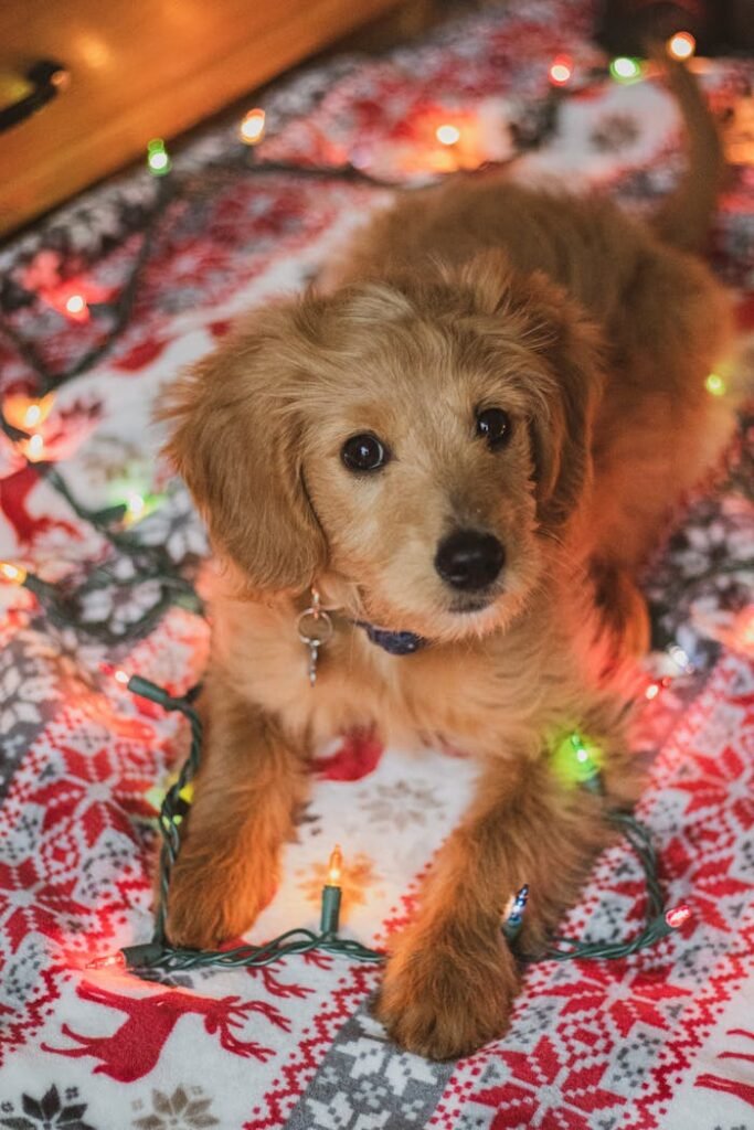 Goldendoodle puppy and Christmas lights